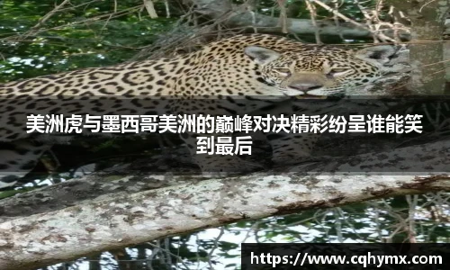 xc体育平台